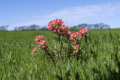 Close-up of red flowers blooming in field