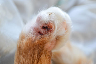 Cat's feet are wounds