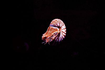 Close-up of nautilus swimming in aquarium