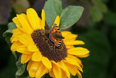 Close-up of butterfly pollinating on flower