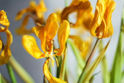 Dried yellow tulip flowers close up, macro.