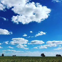 Crops growing on field against sky