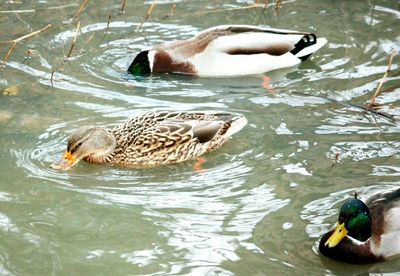 Birds swimming in lake