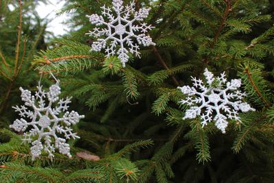 Close-up of frozen plant against trees during winter