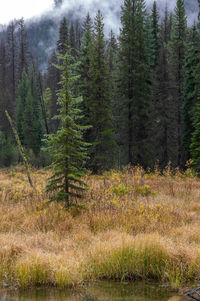 View of pine trees in forest