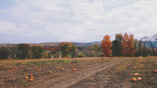 Trees on field