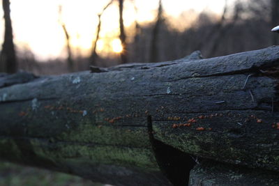 Close-up of plant at sunset