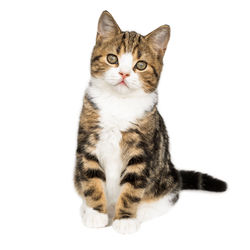 Portrait of a cat against white background