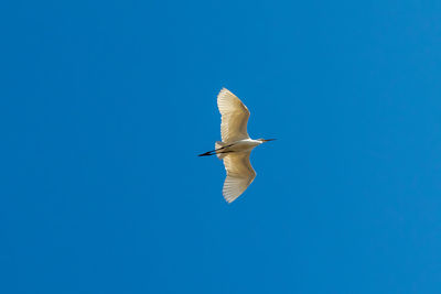 The egret flies against the blue sky background. white egret. selective focus.