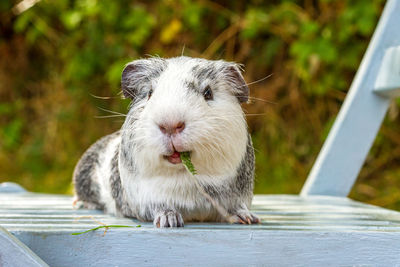 Portrait of guinea pig eating food