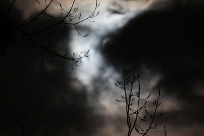Low angle view of bare tree against sky
