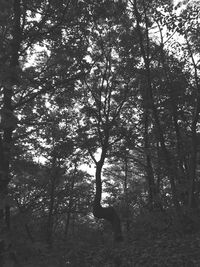 Trees in forest