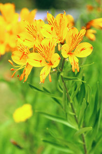 Close-up of yellow flowering plant on field