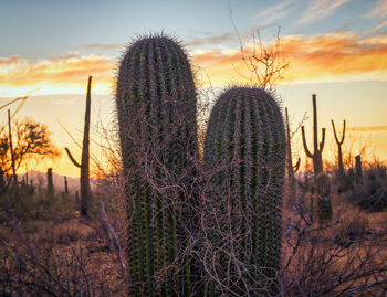 Cactus growing on field against sky during sunset