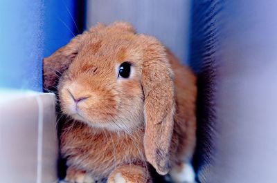 Close-up portrait of rabbit at home