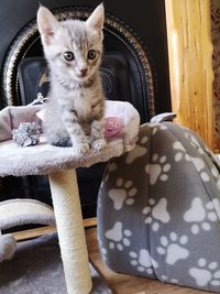 Portrait of kitten sitting at home