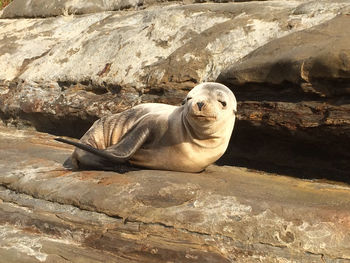 Seal pup lying on sunny rock