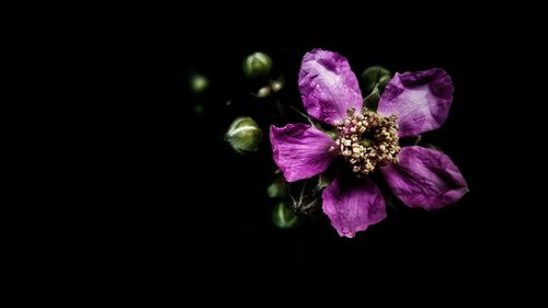 Close-up of pink rose against black background