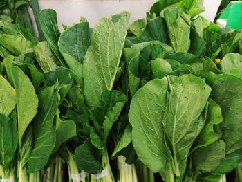 Close-up of green leaves of mustard