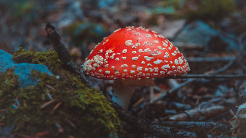 Close-up of fly agaric mushroom on field