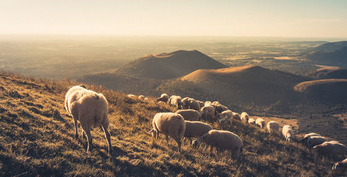 The puy de dôme is a fragile and preserved natural space which dominates the chaîne des puys. 