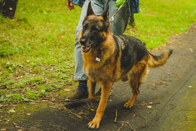 German shepherd walks in the forest in summer