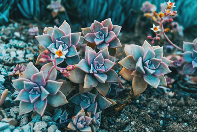 Close-up of succulent plant on field