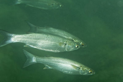 Underwater view of the thinlip mullet from skradinski buk, krka national park