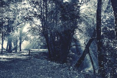 Trees in forest