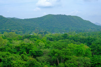 Scenic view of forest against sky