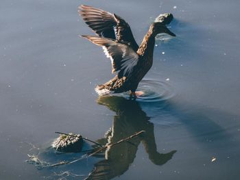Bird in lake