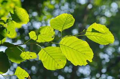 Low angle view of green leaves