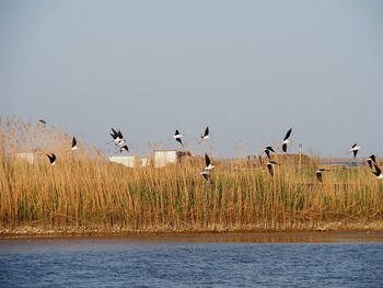 Birds flying over lake against clear sky