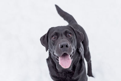 Close-up of a dog