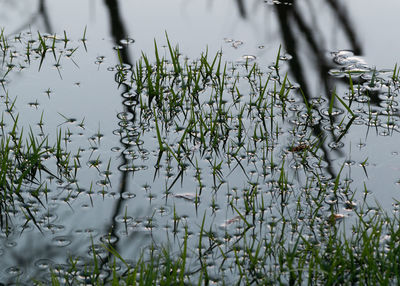 grass