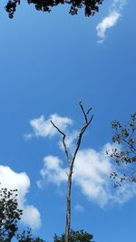 Low angle view of bare tree against blue sky