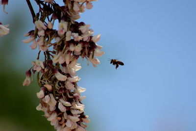 Low angle view of bee flying against clear sky