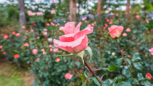 Close-up of pink flowers blooming outdoors