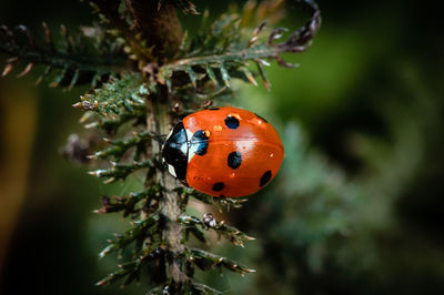 Close-up of ladybug on plant