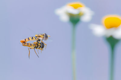 Close-up of insect pollinating on flower