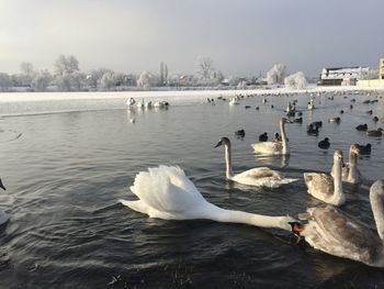 Swans swimming in lake