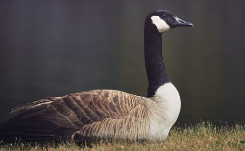 Close-up of bird against blurred background