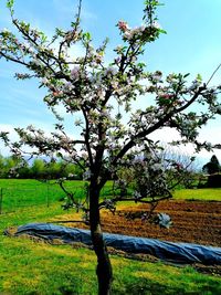 Scenic view of flowering trees on field against sky