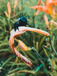 Close-up of insect on plant