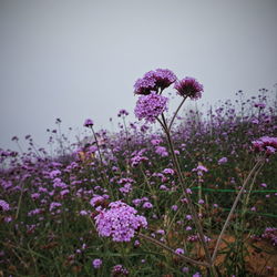 Close-up of pink flowering plants on field