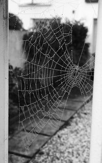 spider web