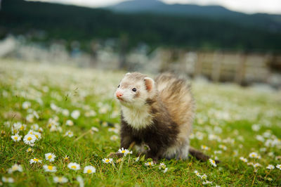 Close-up of ferret on grassy field