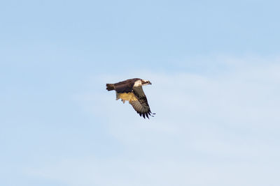 Low angle view of eagle flying against clear sky