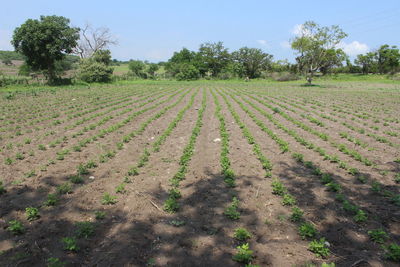 Scenic view of agricultural field against sky