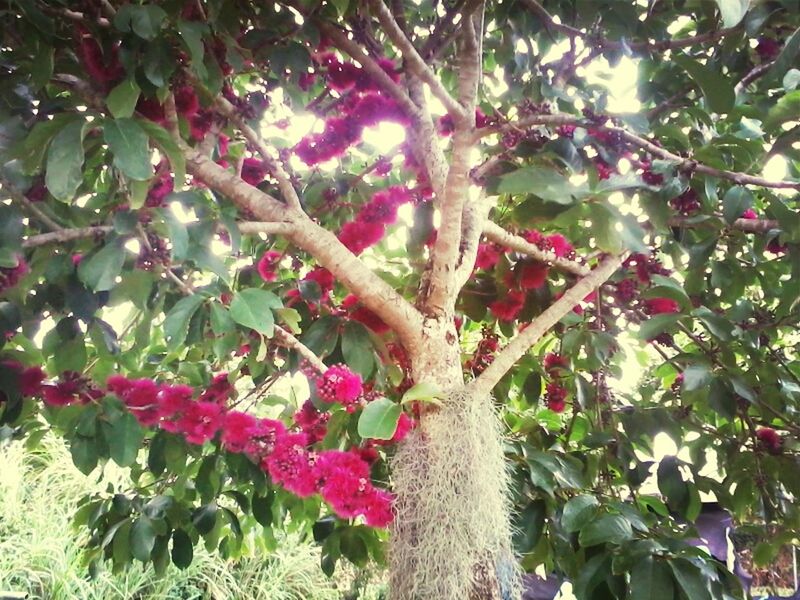 growth, tree, branch, freshness, leaf, low angle view, nature, fruit, flower, beauty in nature, red, food and drink, plant, day, green color, close-up, outdoors, pink color, growing, no people